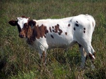 Lady Beau Ding heifer 1199 2015