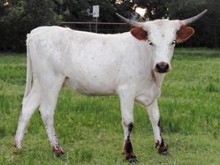 2008 RB Pretty Heifer