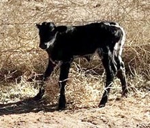 JH Rural Safari Son x Clear Promise 2023 heifer