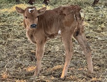 Heifer calf 