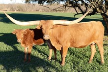 Texana Red HLLV