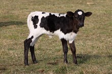 DW BIG DANCE X RURAL SAFARI SON 2023 HEIFER
