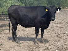 LMR MS Mayura 0555H