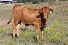 Cowgirls Right Stuff CA