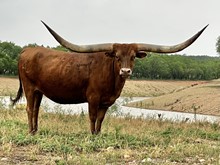 Texana Red HLLV