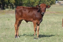 Mocha Heifer