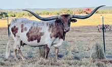 BL COWGIRL TUFF