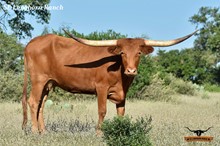 SEL ROSIE RED BEAUTY