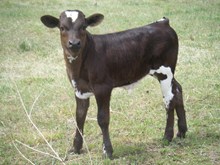 Bull Calf #3
