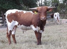 RJF Cherry BULL Tag 823