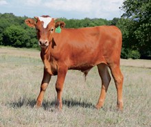 DCT - JH RURAL SAFARI SON x BL SAUCY DANCER (B)