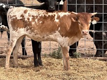 BR CJ/texanna