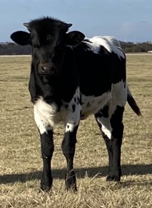DH Bred To Shine