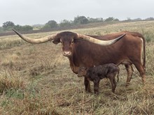 BR Katie bull calf