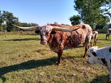 RIVERFORKS SMALLTOWNBULL
