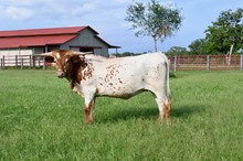 BCR JOANNA 722