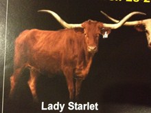 LADY STARLET