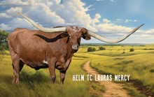 HELM TC LAURAS MERCY