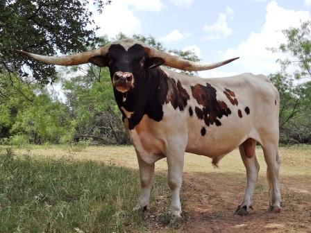 Jamster at Brett Ranch