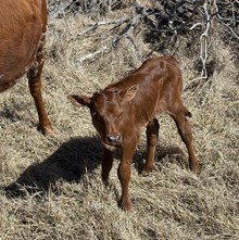 #2582 HR SASSIE COWGIRL X REBEL HR