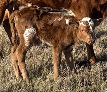 #2584 HR American Sparkles x Rebel HR (B)