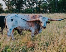 MRL Thrilling Illusions