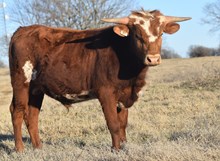 #2424 - KDK Polar Queen x Rebel HR