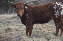 #2409 - HR Spring BJX x Rebel