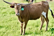 GLR 20 JUNGLES GAL