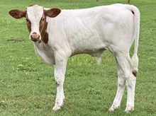 Kimmey Bull Calf