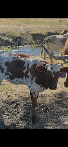 Reckon So X Honey Dew 25 Heifer