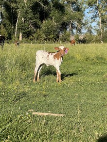 Reckon So X Ginger 25 Heifer
