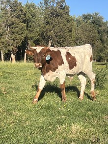 Reckon So X Blazin to the Top 25 Bull