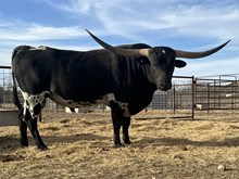 BR Black Magic XL