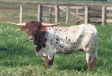 M7 WILD JENNY