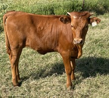 *#2419 - HR Whiz Bang x Rebel