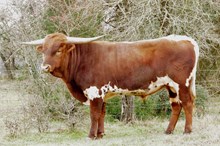  Jak BCR 310